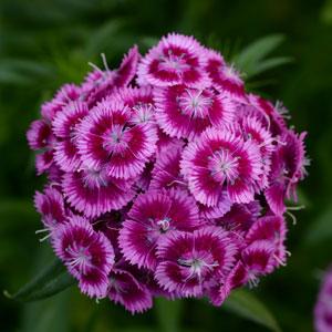 DIANTHUS SWEET MAGENTA BICOLORE NR.1000 SEMI